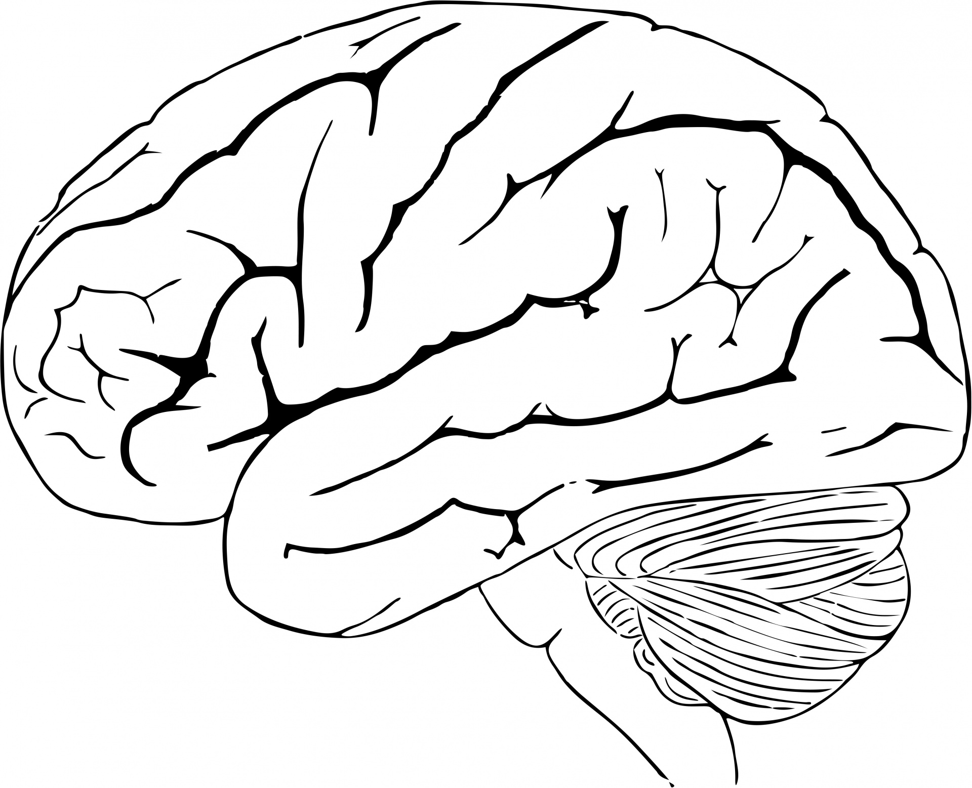 1920x1557 Human Brain Free Stock Photo Public Domain Pictures Clipart