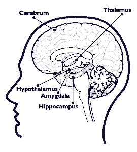 270x300 Brain Anatomy Nida For Teens