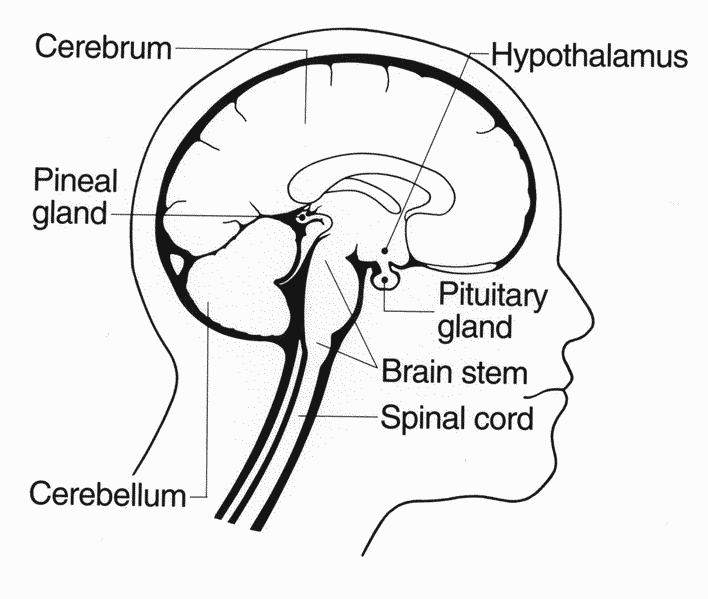 708x599 Simple Brain Diagram Diagrams For All