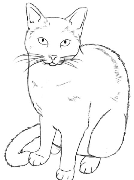 446x599 Simple Realistic Cat Drawing