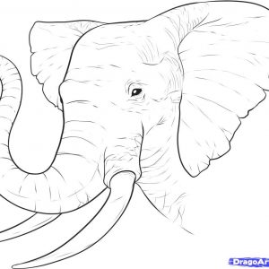 300x300 Online Backup How To Draw Elephant Step Adult