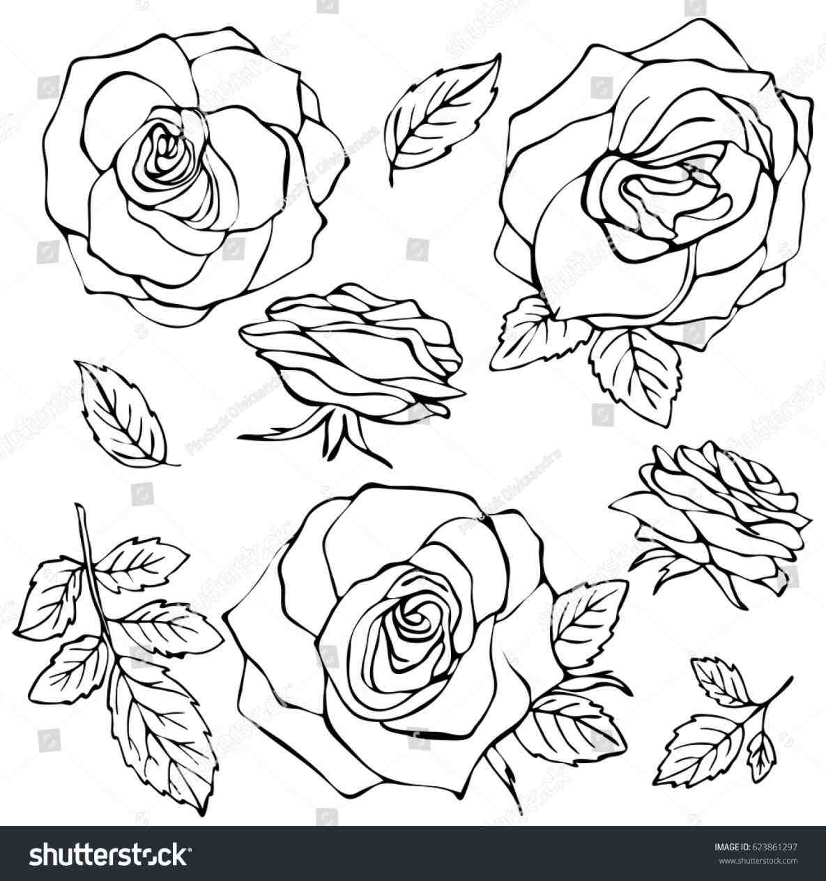 1185x1264 Rose Flower Hd Photos Gallery Clip Art Library Simple Pencil Drawn