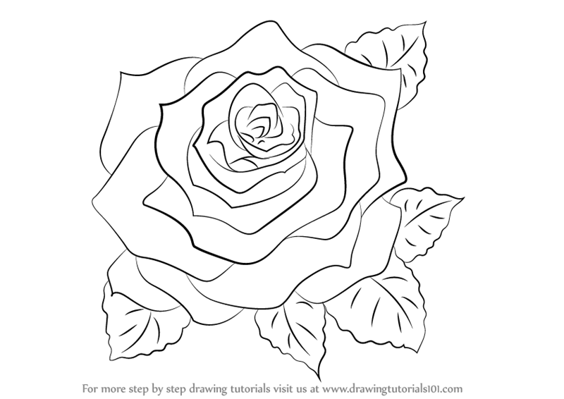 800x566 Drawing Rose Drawing Tutorial Together With How To Draw An Open