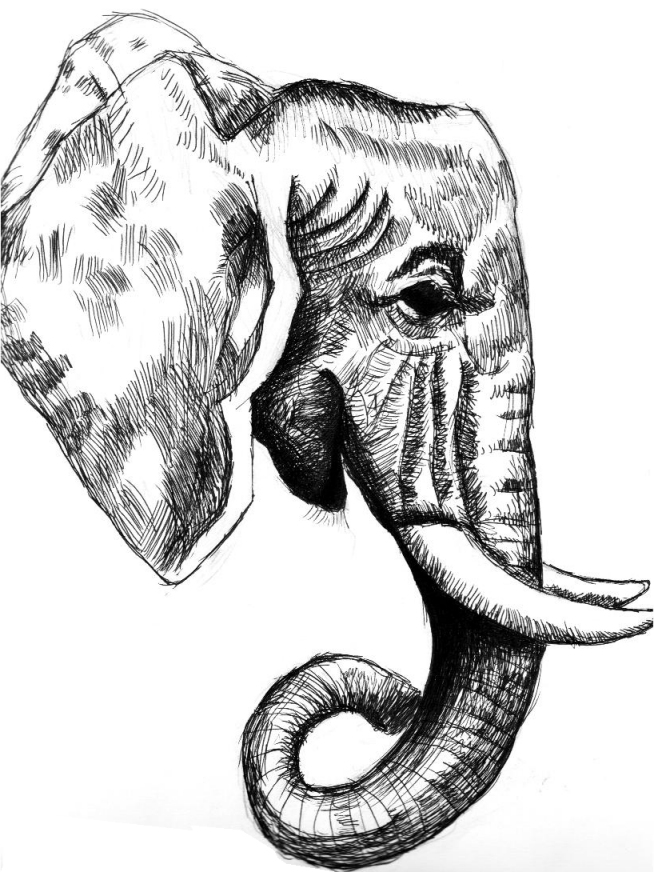 654x872 Elephant Head Drawing Simple Images