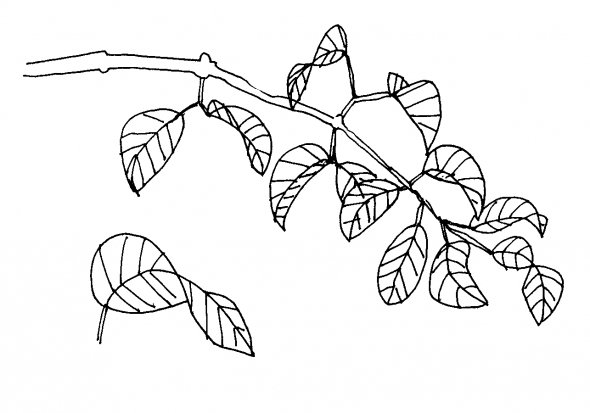 590x413 How To Draw A Leaf