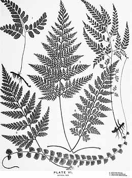 260x350 13 Best Fern Inspiration Images On Ferns, Fern Plant