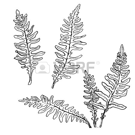 450x450 Line Drawing Home Plants, Hand Drawn Vector Illustration Royalty