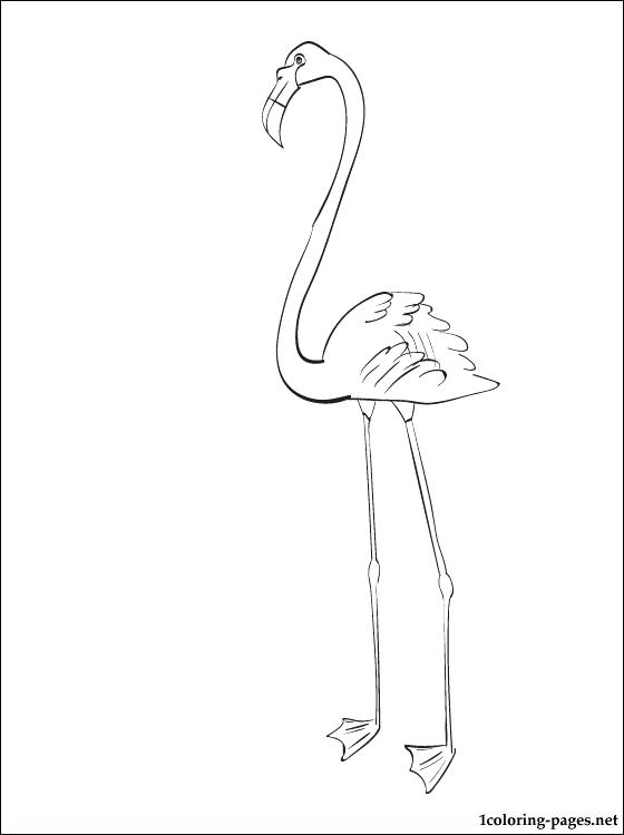 560x750 Good Flamingo Coloring Page And Flamingo Coloring Page