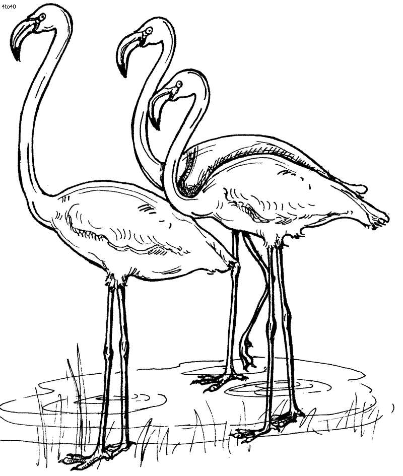 Simple Flamingo Drawing at GetDrawings | Free download