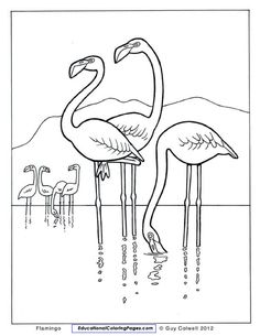 236x305 Template For Pink Flamingo Drawing
