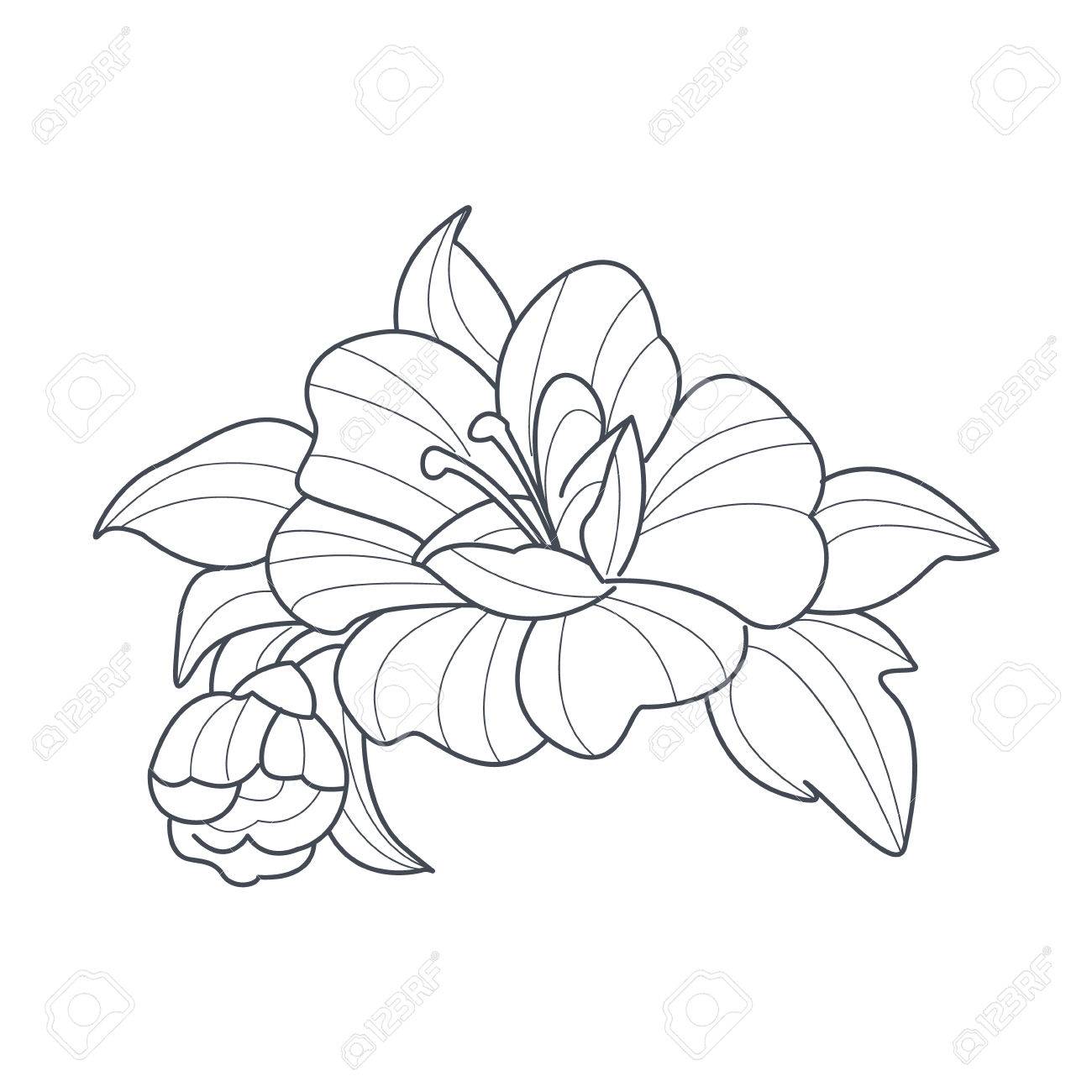 1300x1300 Dog Rose Flower Monochrome Drawing For Coloring Book Hand Drawn