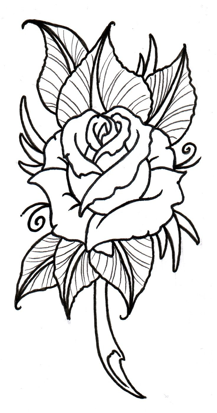 736x1397 Rose Flower Drawing Designs Simple Flower Designs For Pencil