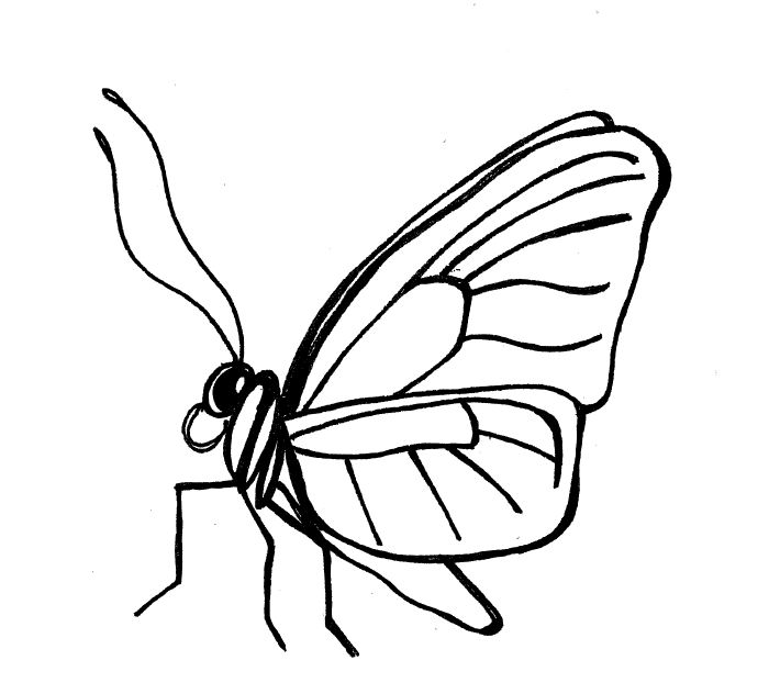 700x632 Simple Insect And Flower Line Drawings Standingoutinmyfield