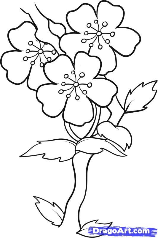 533x801 Simple Flower Drawings Step By Step Best 25 Easy To Draw Flowers