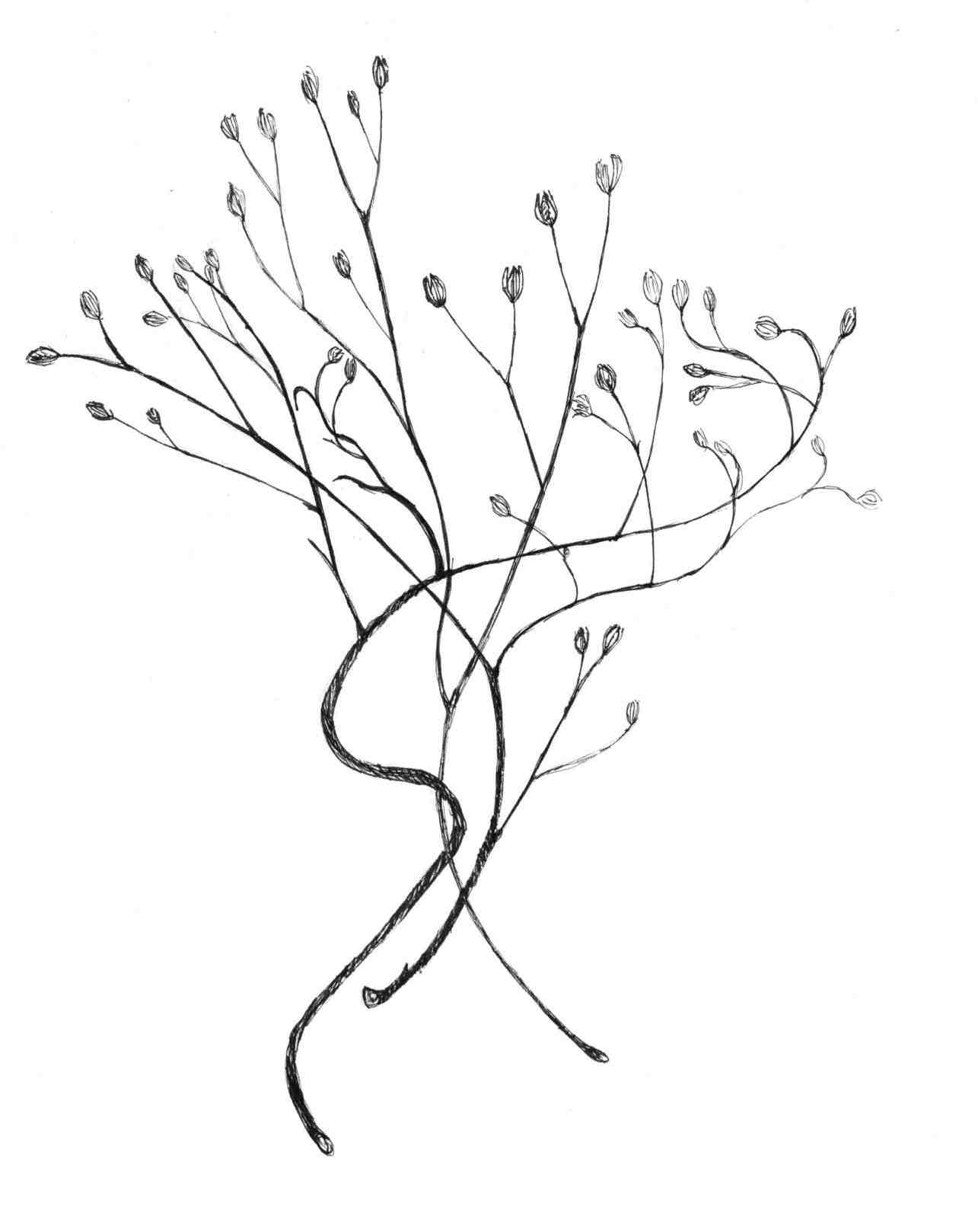 Simple Flower Line Drawing at GetDrawings | Free download