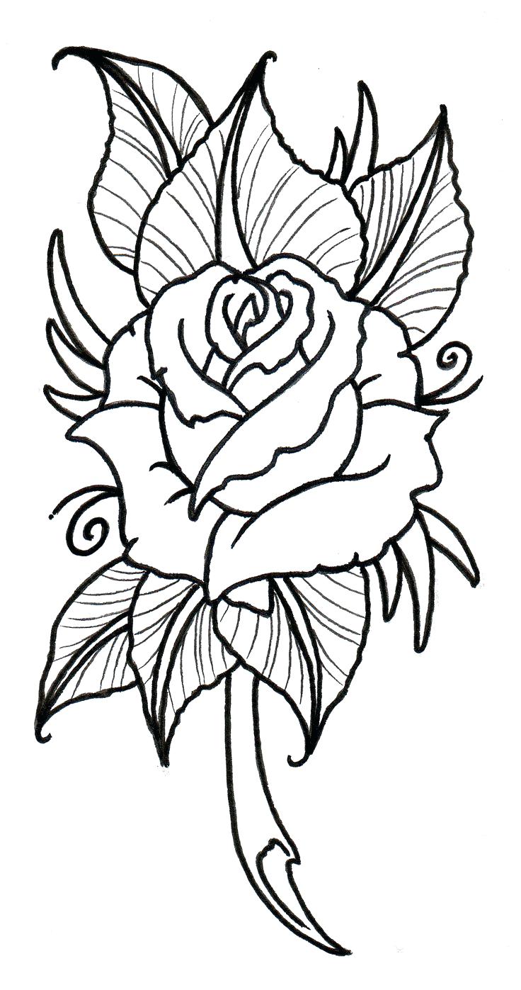 736x1397 Traditional Rose Outline By On Pink Watercolor Flower Pattern
