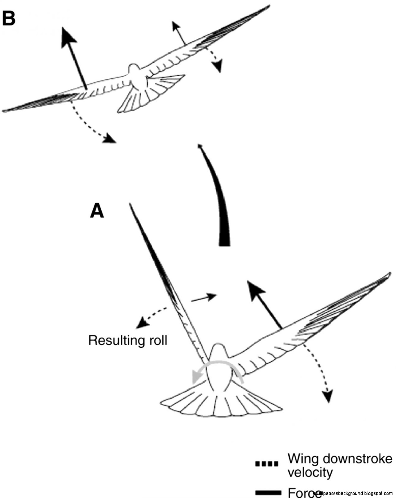 1273x1600 Simple Bird Drawing Wallpapers Background