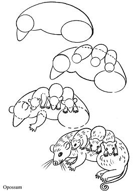 275x380 How To Draw Forest Animals