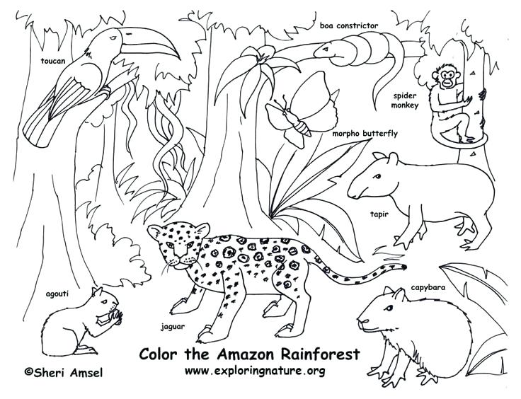 Simple Forest Drawing With Animals at GetDrawings | Free download