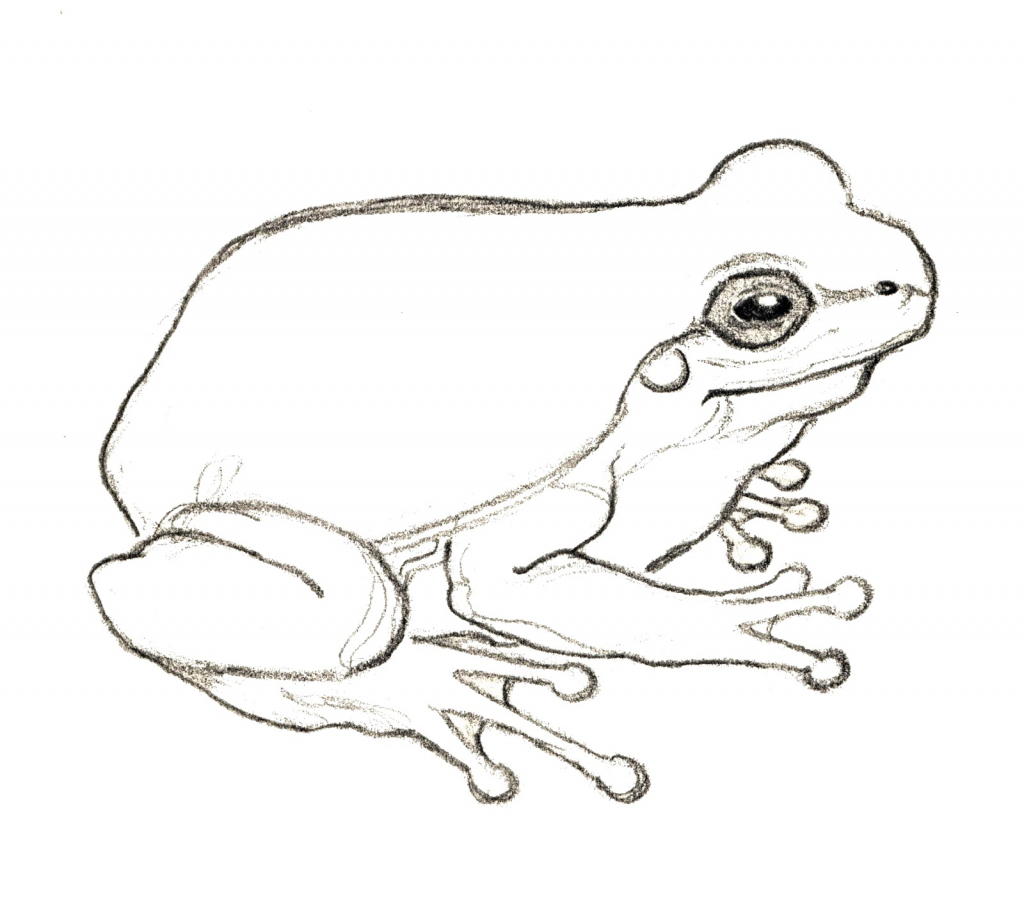 1024x914 A Drawing Of A Frog Easy Drawing Of A Frog How To Draw A Simple