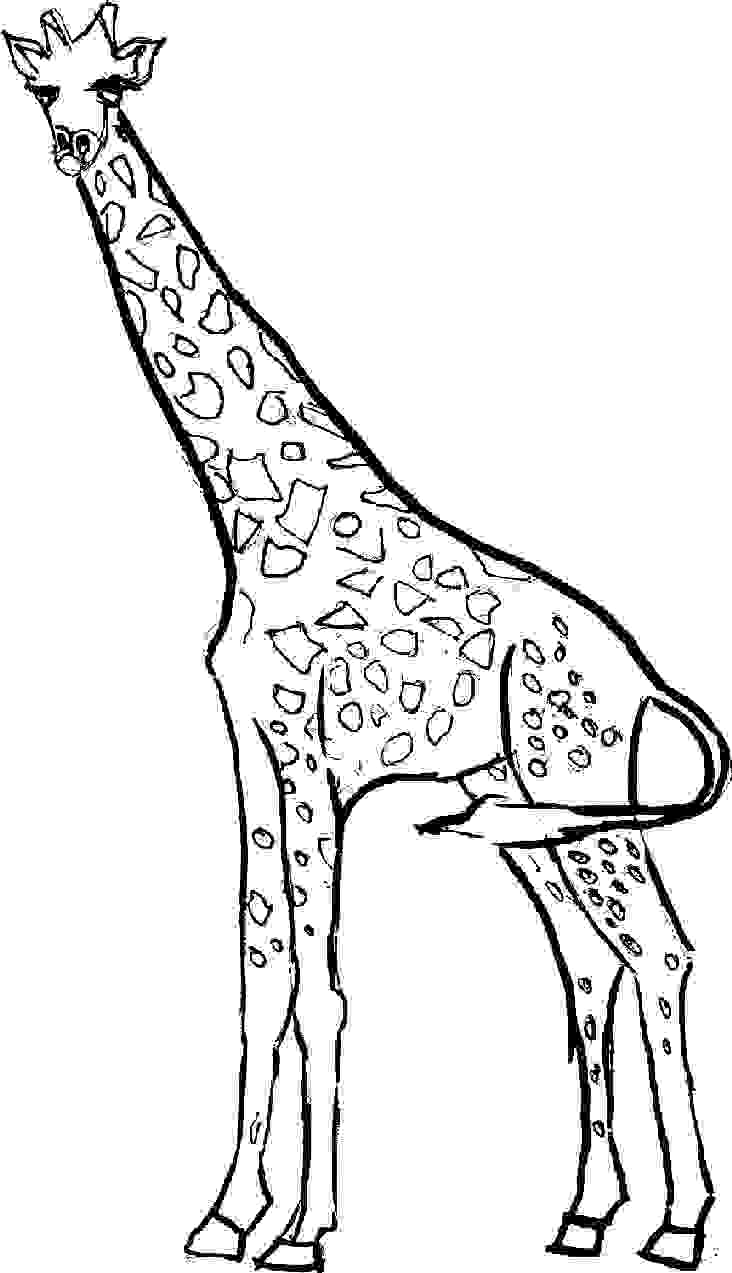 732x1273 Majestic Printable Pictures Of Giraffes Simple Giraffe Outline