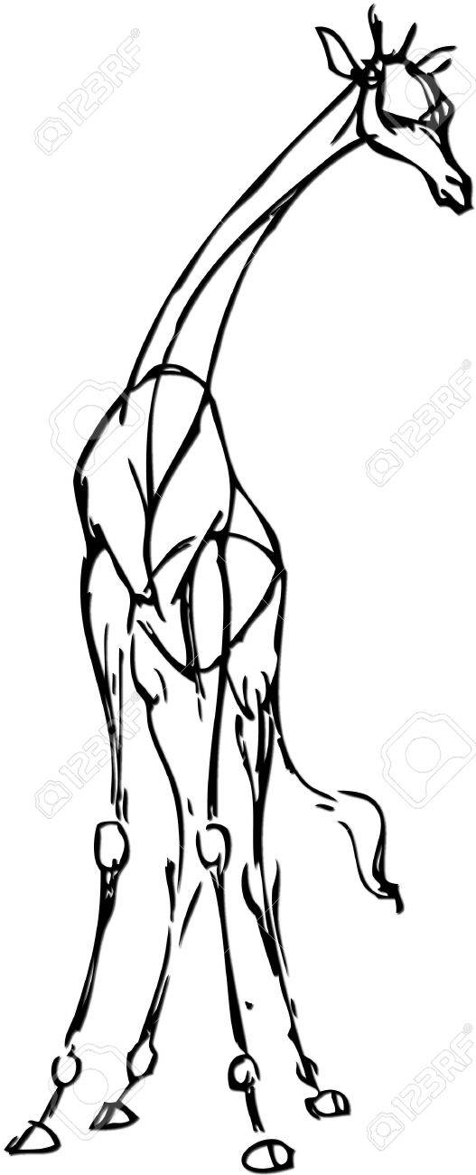 527x1300 Simple Drawing Of A Giraffe With Vector Effect Stock Photo