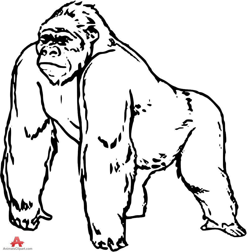 977x999 Drawing Of A Gorilla