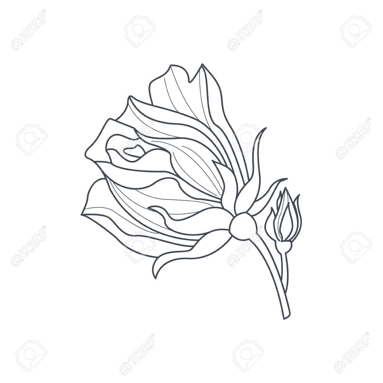 1300x1300 Simple Rose Bud Drawing Rose Bud Monochome Drawing For Coloring