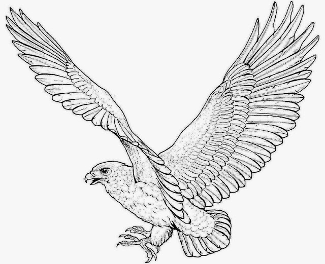 640x521 Colour Drawing Free Wallpaper Eagle Coloring Drawing Free Wallpaper