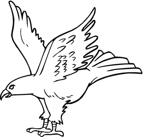 480x460 Hawk 15 Coloring Page Free Printable Coloring Pages