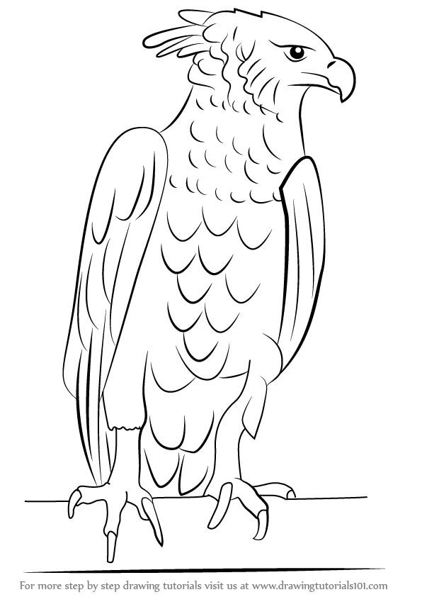 596x842 Learn How To Draw A Harpy Eagle (Bird Of Prey) Step By Step