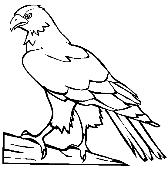 554x565 Amazing Hawk Pictures To Color Coloring Page Animals Town Free