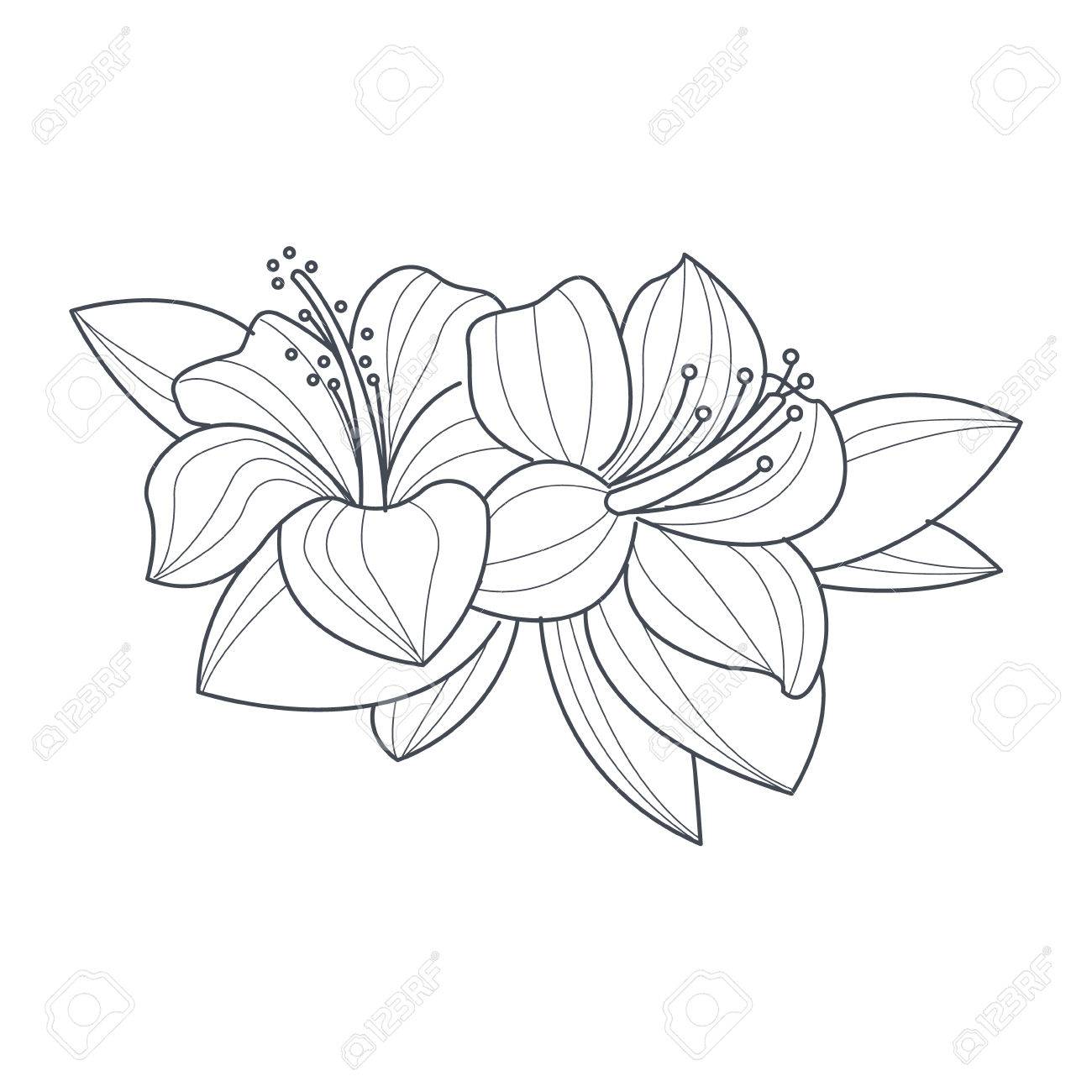 1300x1300 Hibiscus Flower Monochrome Drawing For Coloring Book Hand Drawn