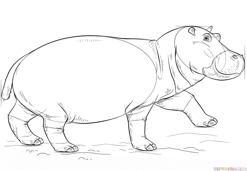 828x575 How To Draw A Hippo Step By Step Drawing Tutorials