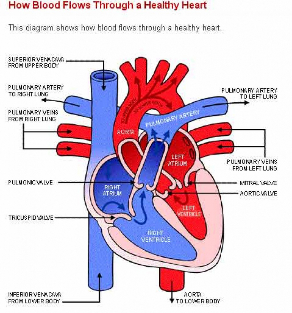 954x1024 Simple Human Heart Diagram Drawing Human Heart Sketch Diagram