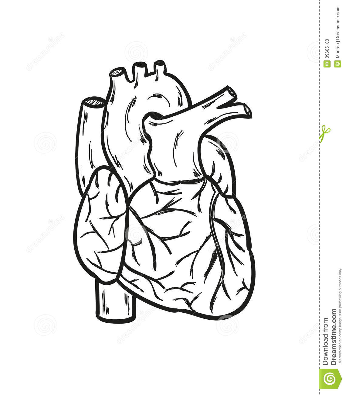 1140x1300 Simple Human Heart Drawing Simple Human Drawing