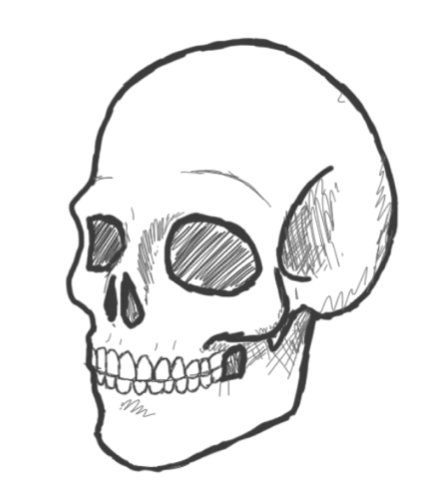 436x496 Simple Human Skull Drawing