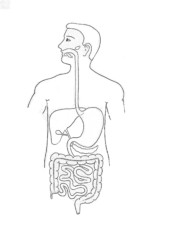 600x800 Draw It Neat How To Draw Human Digestive System