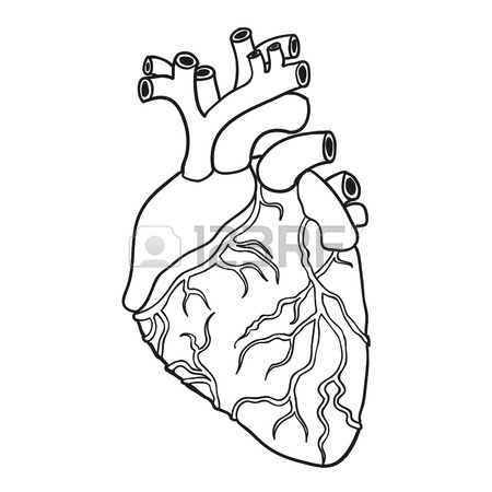 450x450 Human Heart Icon Image Vector Illustration Design Simple Sketch