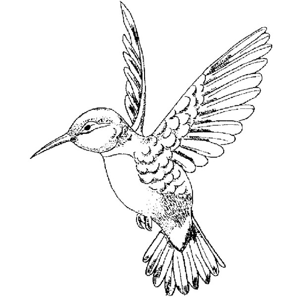 600x600 Pin Hummingbird Drawing In Line Art Style