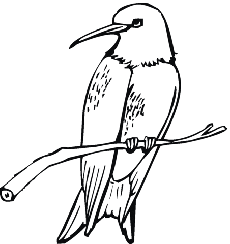 452x480 Ruby Throated Hummingbird Coloring Page Free Printable Coloring
