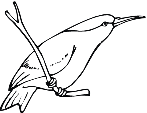 480x369 Allen's Hummingbird Coloring Page Free Printable Coloring Pages
