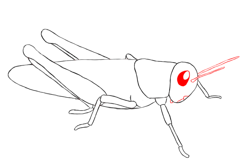 1064x700 How To Draw A Grasshopper