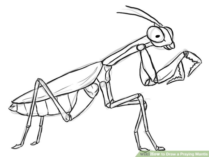 728x546 How To Draw A Praying Mantis 12 Steps (With Pictures)