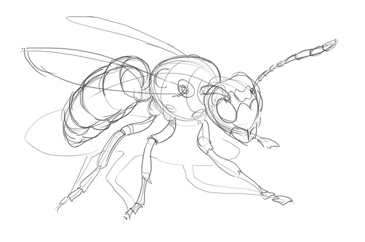 720x478 Lesson 4 Drawing Insects And Arachnids