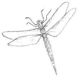 254x251 Pencil Dragonfly Drawings Butterflies,ladybugs, Dragonflies