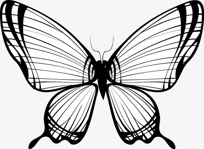 650x476 Simple Line Drawing Of A Butterfly Vector, Line, Draw, Butterfly