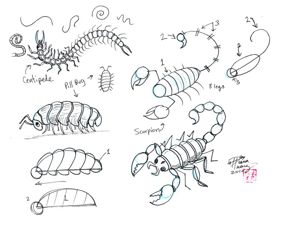 900x721 Draw More Insects By ~diana Huang On (Great Scorpion