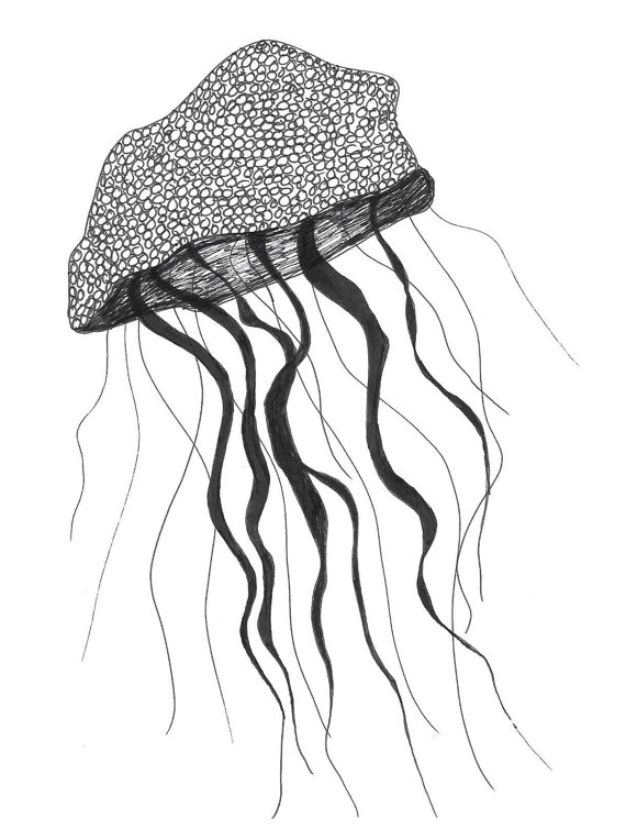 570x755 Drawn Jellyfish Ink