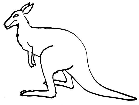 585x445 Kangaroo Drawing For Kids